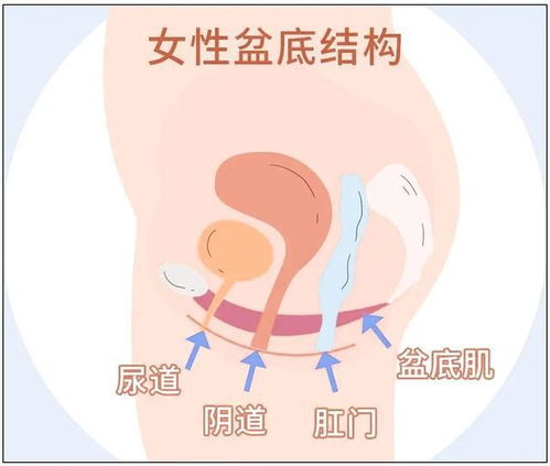 盆底肌哑铃是怎样锻炼的