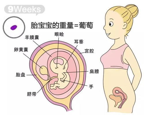 有无朋友发个怀孕3个月的胎儿图片给我看看啊？