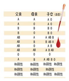 胎宝宝酒窝遗传概率自测方法图片