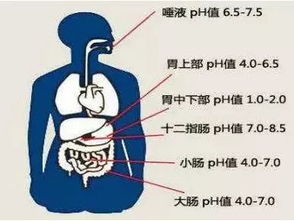 酸性体质和碱性体质对备孕的区别