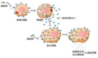 酸性体质和碱性体质对备孕的区别