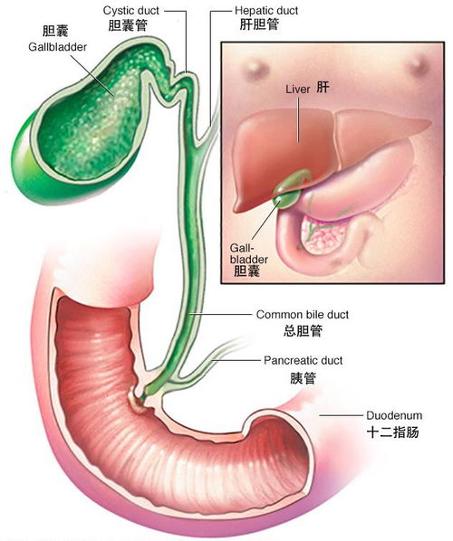 25μSv/h对人体危害有多大