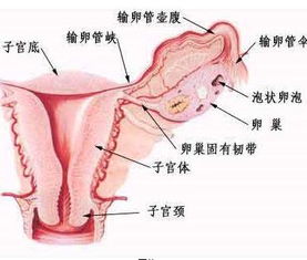 怀孕的必备条件有什么