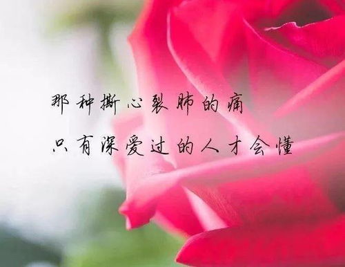 花瓣落满地很美的句子简短