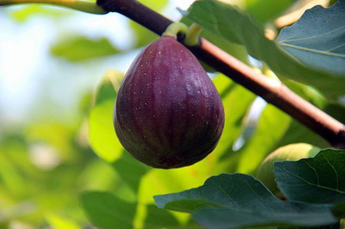 孕妇能不能吃无花果干