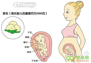 受孕、如何推测预产期0—40周胎儿的发育