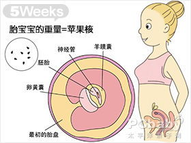 怀孕5周孕妈需要补充什么营养呢