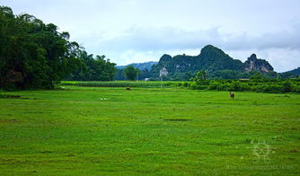 乡村风景作文