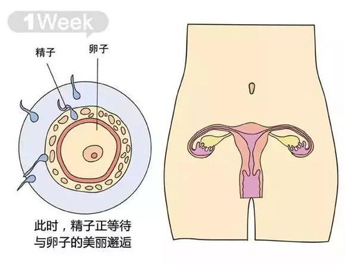 关于如果胎儿50天没胎心,孕妇还会有怀孕的症状吗?