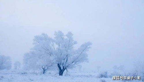 2020年下雪的诗句