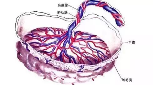 胎盘钙化与补钙有关吗孕妇