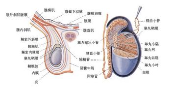 男士附睾炎是怎么回事