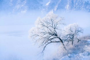 下雪禅意的句子