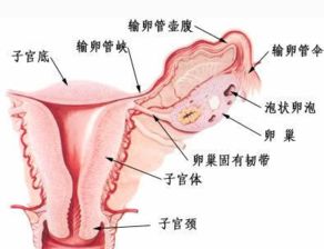 多囊能自然排卵吗