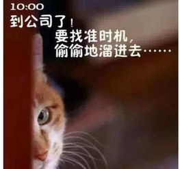 用猫撩人的句子