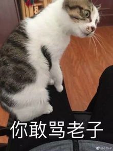 用猫撩人的句子