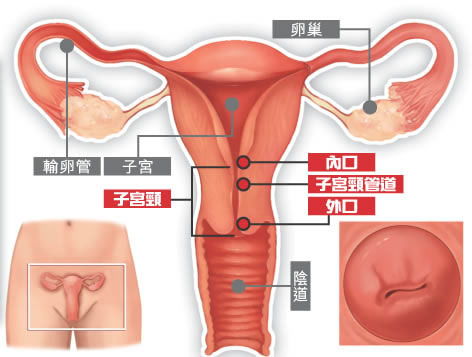 宫颈口颜色发紫是宫寒吗