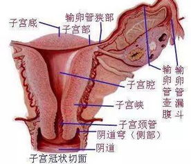 宫颈口颜色发紫是宫寒吗