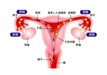 检查输卵管堵塞要做什么检查