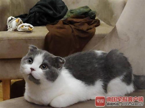 关于一人一猫孤独的句子