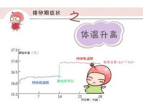 怎么通过观察体温计算排卵期