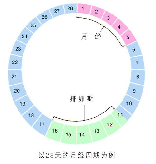 卵泡期 排卵期 黄体期分别是什么时间