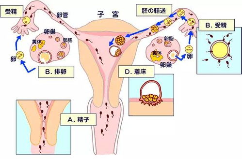 怀孕的早期症状有哪些表现