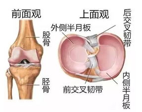 三伏贴贴在哪个穴位