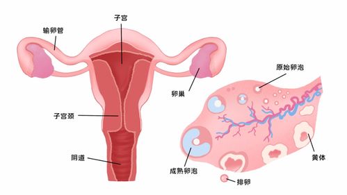 卵泡萎缩是什么原因引起的