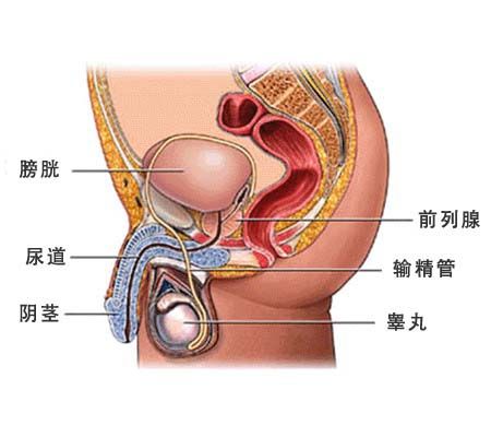 男性睾酮高怎么办能治好不