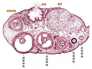 卵泡发育不良有什么症状