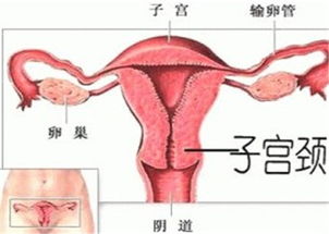 宫外孕手术之后，多久能要孩子？