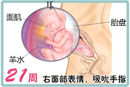 胎儿的生长发育分为哪几个阶段?