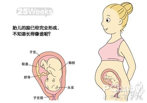 胎儿的生长发育分为哪几个阶段?