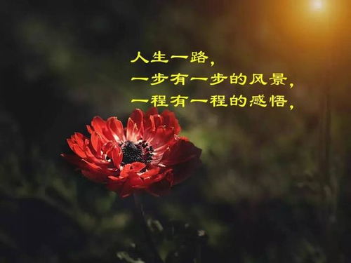 赞美花的优美句子大全