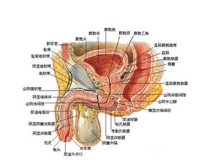 睾丸痛看什么科