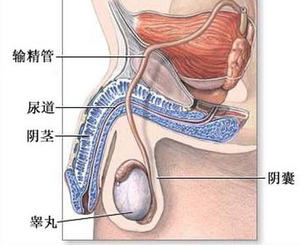 附睾炎吃什么药最有效 慢性附睾炎