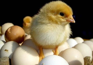 什么原因导致雏鸡卵黄吸收不好?