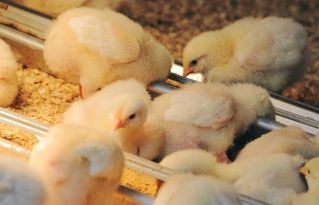 什么原因导致雏鸡卵黄吸收不好?