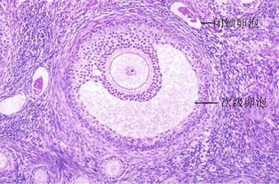 什么样的卵泡才是正常的