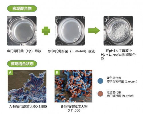 丽珠得乐治疗幽门螺杆菌的用法？