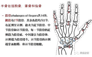 我11岁发育。