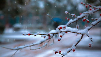 关于大雪节气的诗词有哪些？