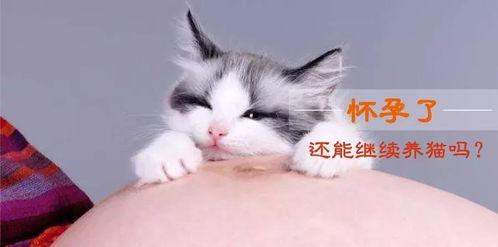 怀孕可以养猫吗一定要把猫送走吗