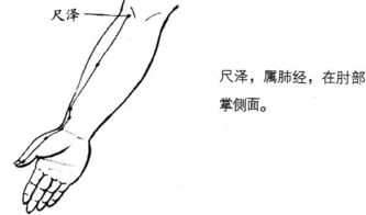 三伏贴一共贴几个位置？