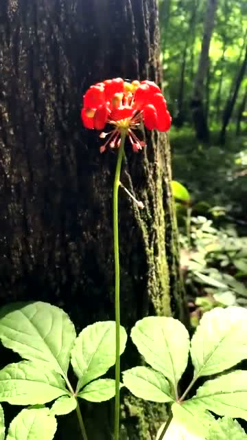 天平座长大是什么样子图片。