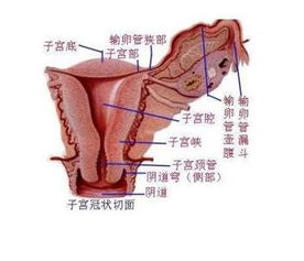 多囊卵巢综合征真的不能生育吗