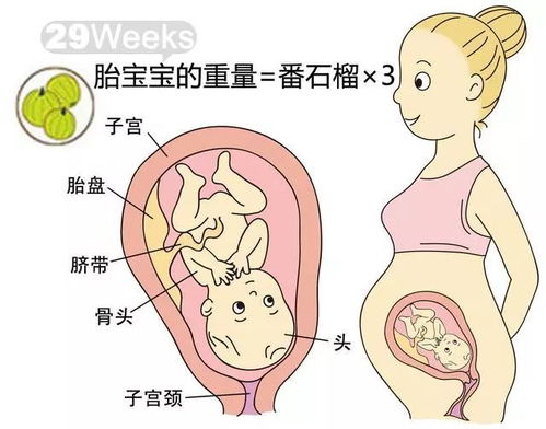 怀孕后胎儿的发育情况