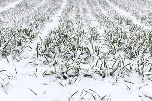 大雪年对种植小麦有什么影响