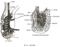 慢性盆腔炎会传染吗?